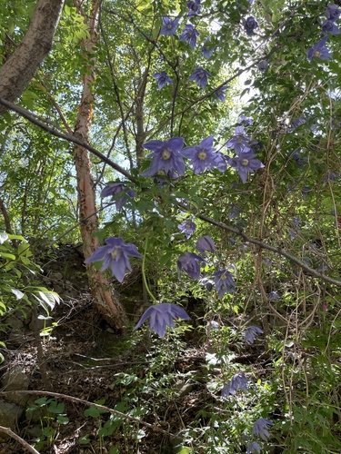 Clematis macropetala, photograph 3