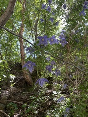 Clematis macropetala, photograph (c) Jane Charlen, some rights reserved (CC BY)