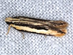 Ardozyga chionoprora