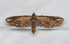 Eupithecia subapicata