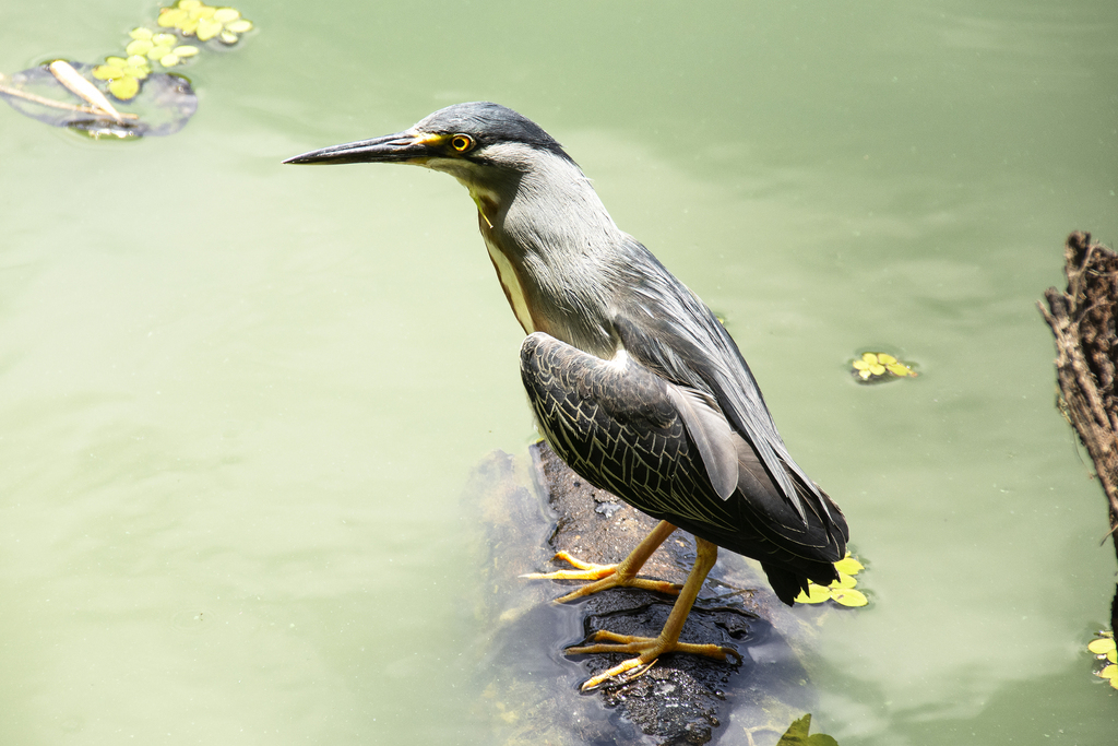Striated Heron