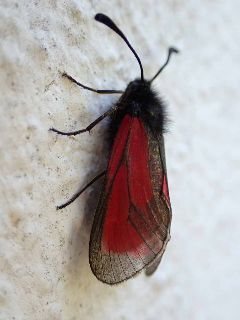Zygaena purpuralis sabulosa