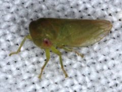 Rosopaella leurensis