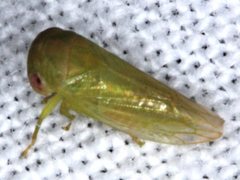 Rosopaella leurensis