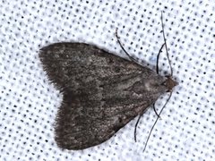 Nola pleurosema