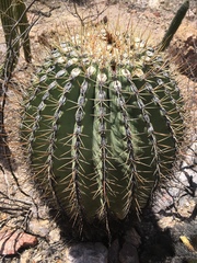 Ferocactus emoryi emoryi