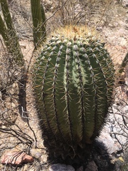 Ferocactus emoryi emoryi