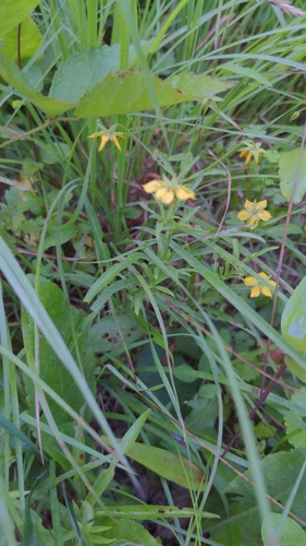 Image of Lysimachia lanceolata by (c) George Williams, some rights reserved (CC BY)