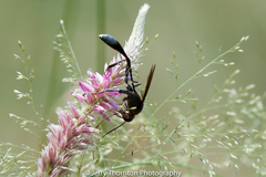Hermbstaedtia fleckii