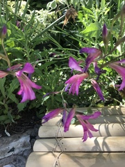 Gladiolus palustris