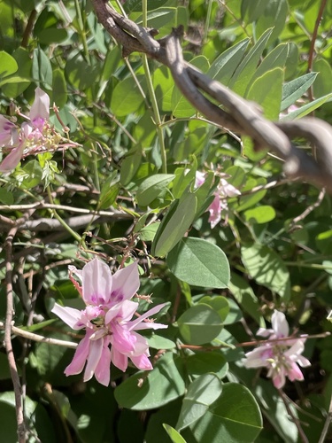 Indigofera kirilowii, photograph 4