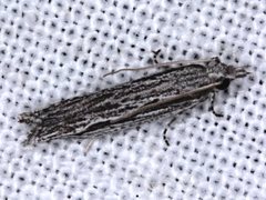 Holocola melanographa