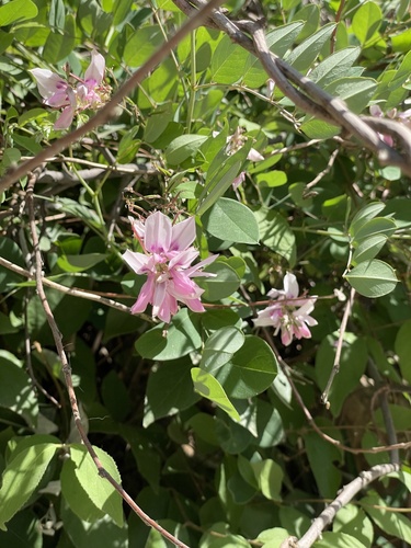 Kirilow's Indigo (Indigofera kirilowii)