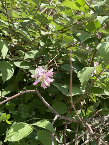 Indigofera kirilowii, photograph 5