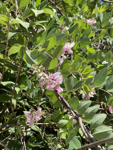 Indigofera kirilowii, photograph 6