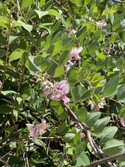 Indigofera kirilowii, photograph (c) Jane Charlen, some rights reserved (CC BY)