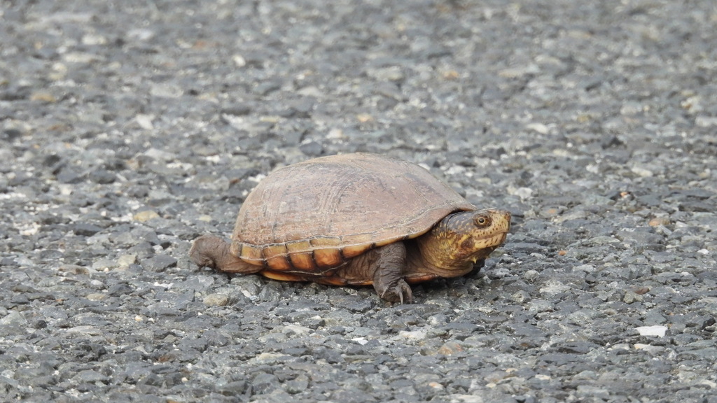 Eastern Mud Turtle from Kent County, DE, USA on June 16, 2024 at 06:36 ...