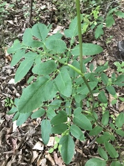 Ligusticum canadense