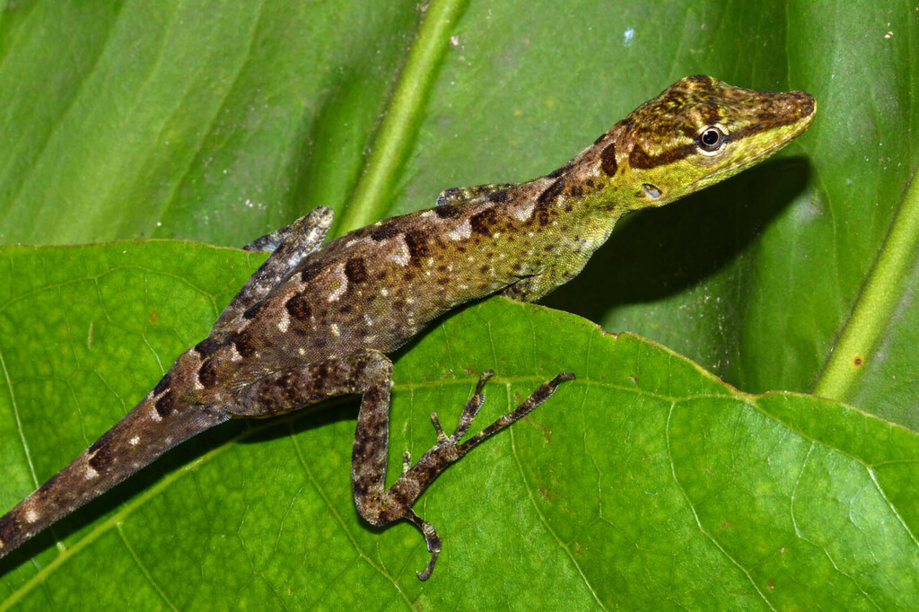 Boettger's Anole