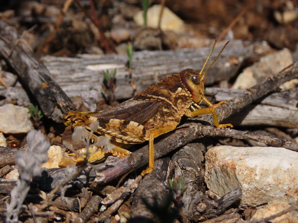 Prionotropis ancosae