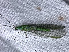 Mallada tripunctatus