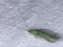 Mallada tripunctatus