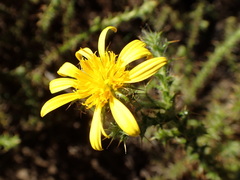 Cullumia reticulata