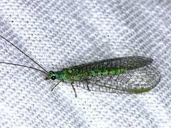 Mallada tripunctatus