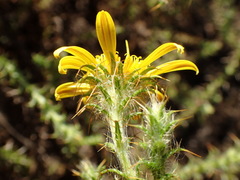 Cullumia reticulata