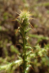 Cullumia reticulata