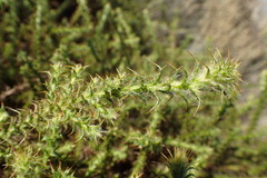 Cullumia reticulata