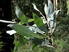 Acacia frigescens