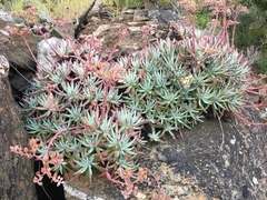 Dudleya virens