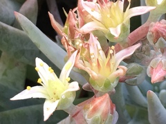 Dudleya virens