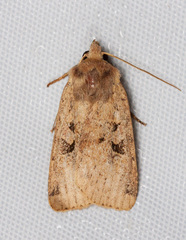 Diarsia esurialis