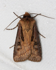 Agrotis vancouverensis