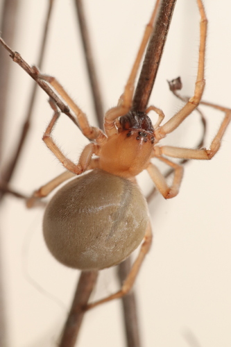 Cheiracanthium macedonicum