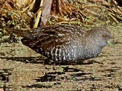 Porzana fluminea