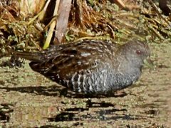 Porzana fluminea
