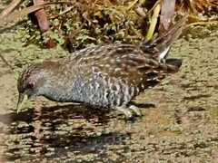 Porzana fluminea