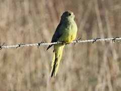 Neophema chrysostoma