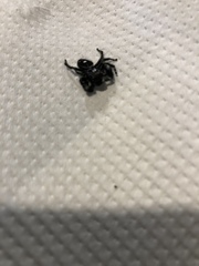 Phidippus audax