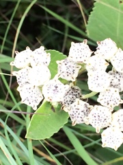Parthenium integrifolium