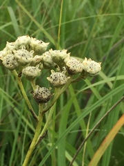 Parthenium integrifolium