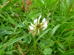 Trifolium repens