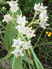 Parthenium integrifolium