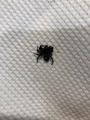 Phidippus audax