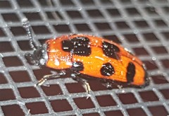 Episcaphula australis