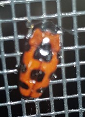 Episcaphula australis