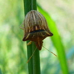Ancyrosoma leucogrammes
